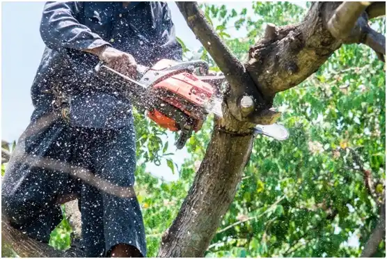 tree services Cayce